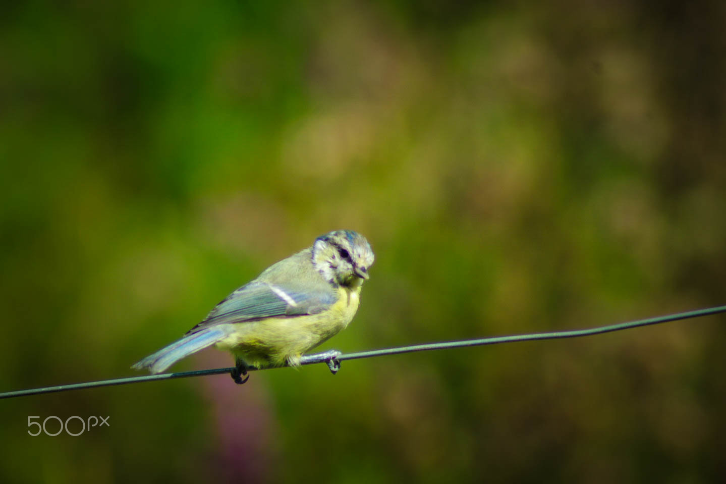 Pentax K10D sample photo. Bird on wire photography