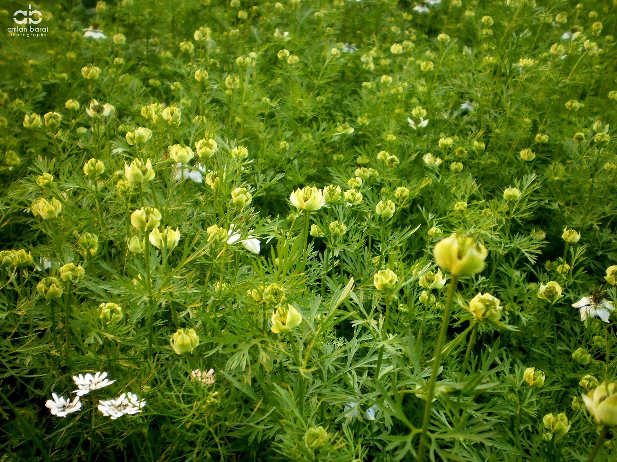 Olympus T105,T100,X36 sample photo. Coriander field... photography