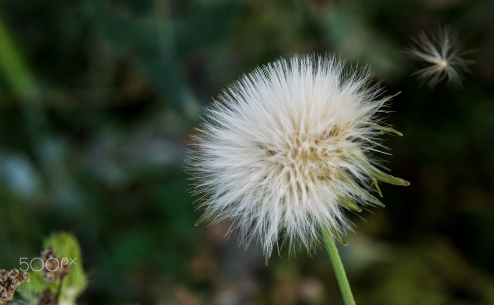 Nikon D3200 + Sigma 17-70mm F2.8-4.5 DC Macro Asp. IF sample photo. Dandelion clock photography