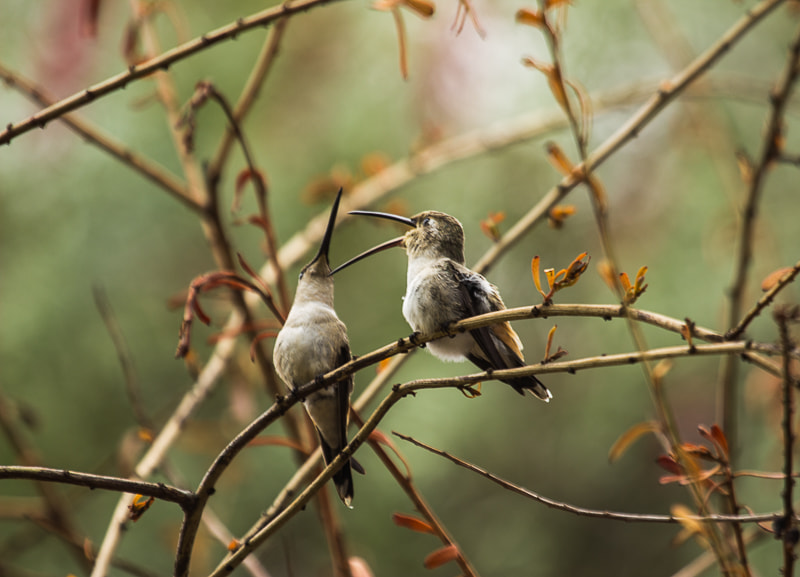 Canon EF 100-400mm F4.5-5.6L IS USM sample photo. Oasis hummingbird (rhodopis vesper) photography
