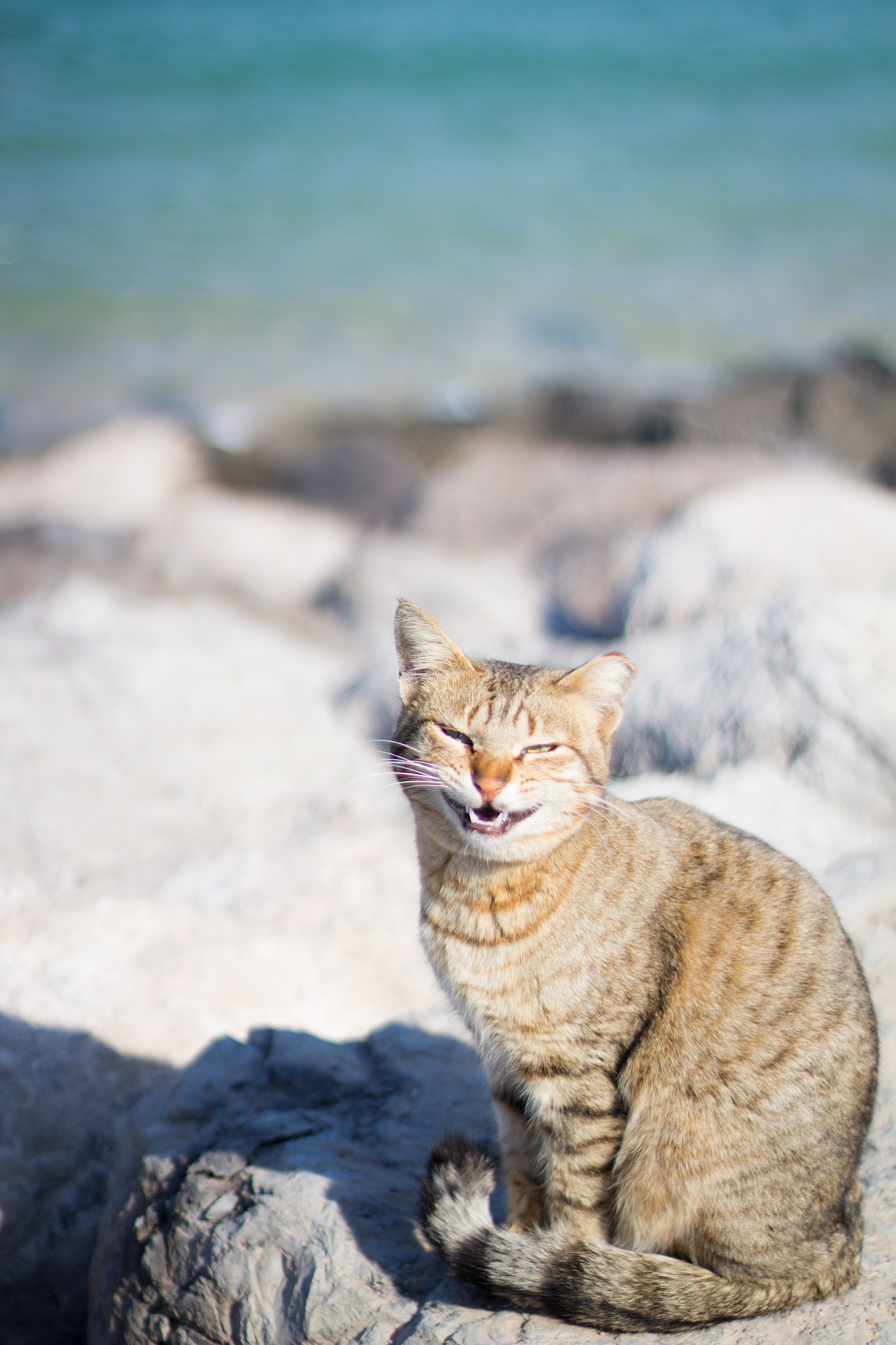 Canon EOS M + Canon EF 50mm F1.8 II sample photo. The smiling cat photography