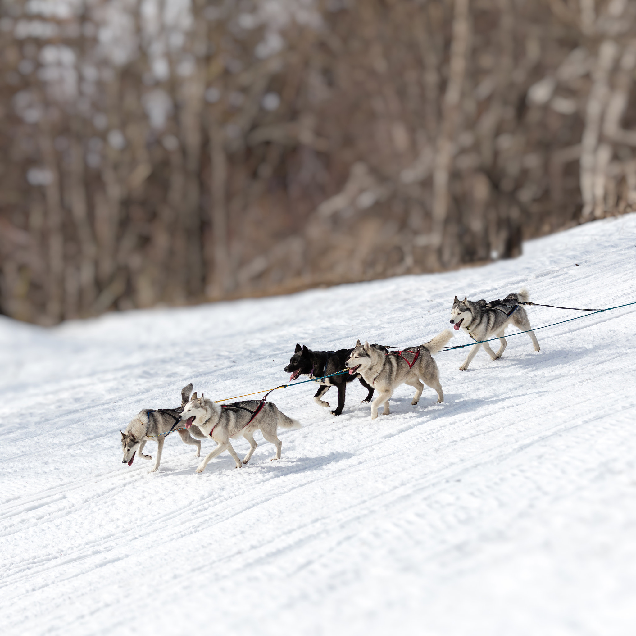 Canon EOS 5DS R + Canon EF 70-200mm F4L IS USM sample photo. Dog sledding - travel destination, husky dog in the sled run in photography