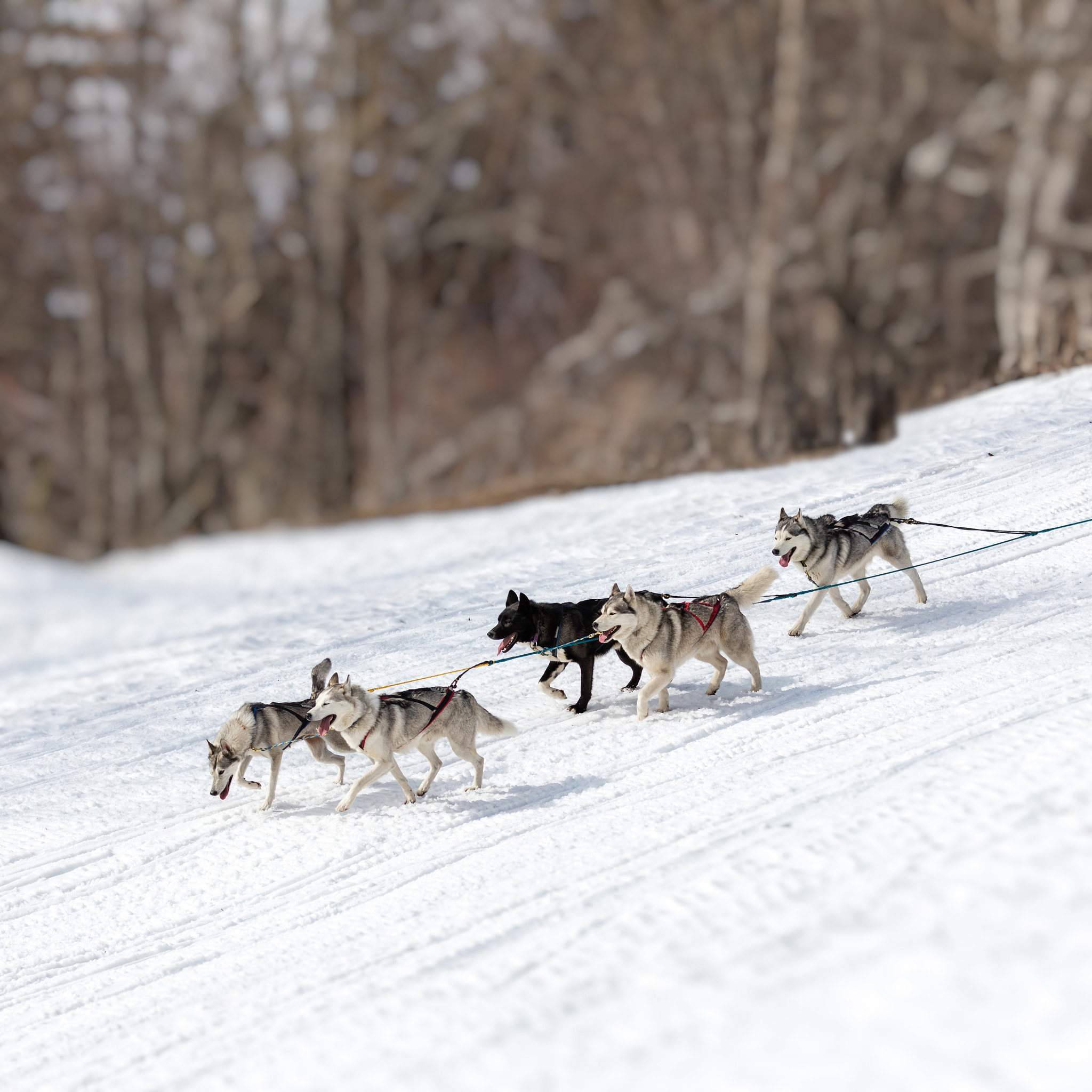 Canon EF 70-200mm F4L IS USM sample photo. Dog sledding - travel destination, husky dog in the sled run in photography