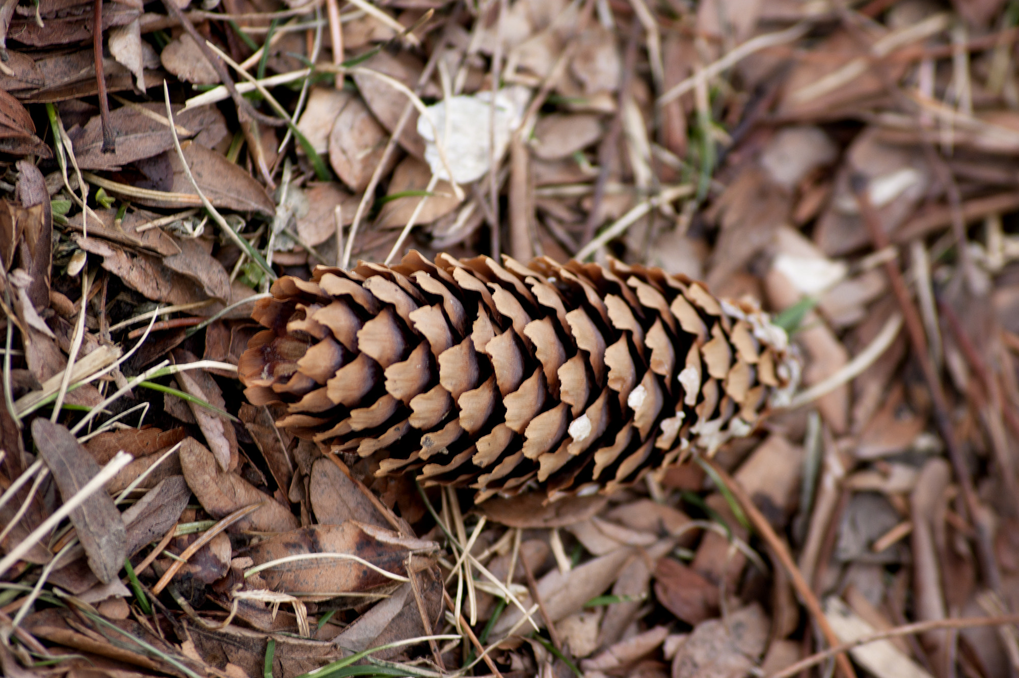 Sony Alpha DSLR-A350 + Sony DT 55-200mm F4-5.6 SAM sample photo. Pinecone photography