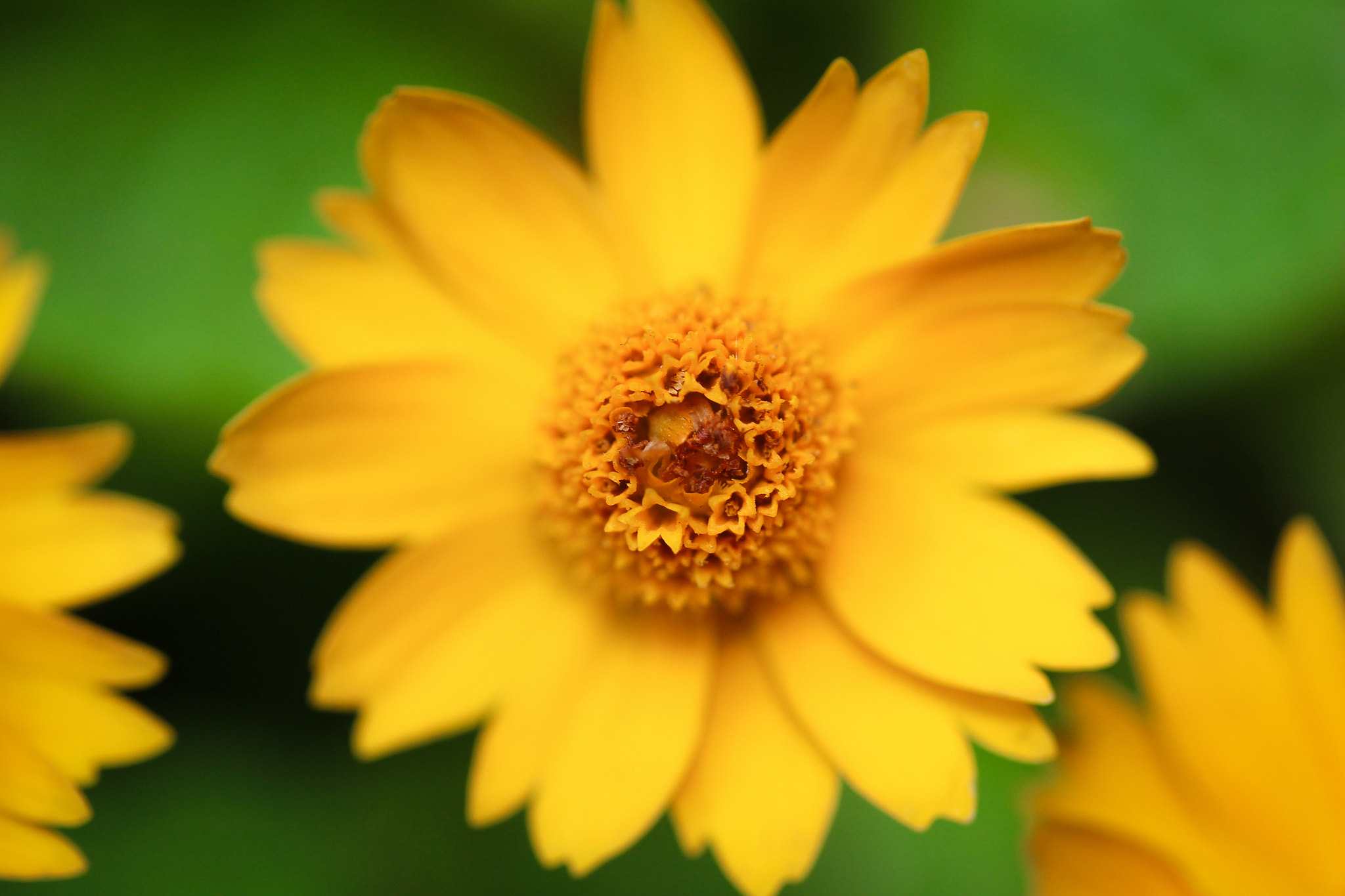 Canon EOS M sample photo. Closeup photography