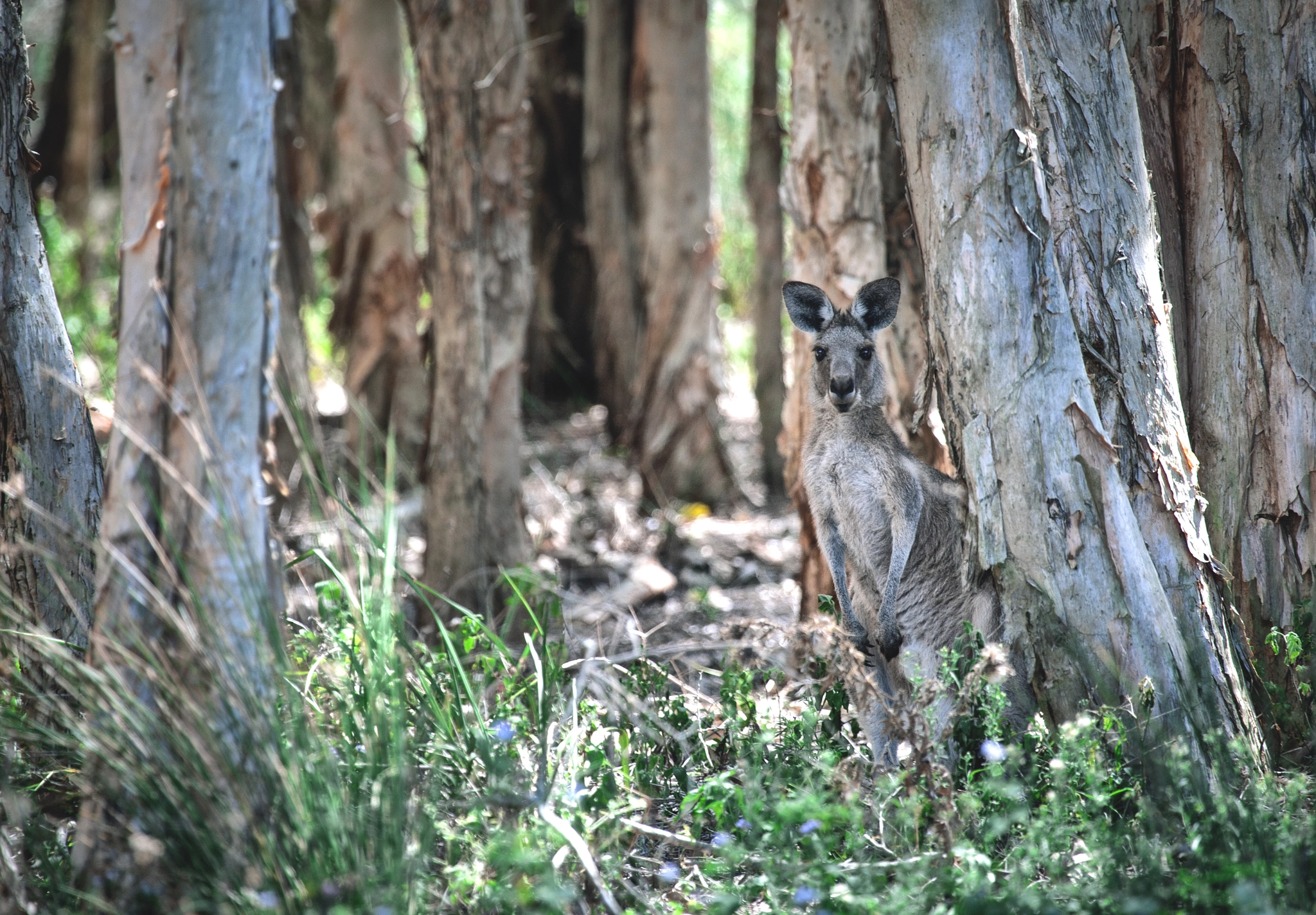 Canon EOS-1D Mark III sample photo. Eastern grey in melaleuca forest photography