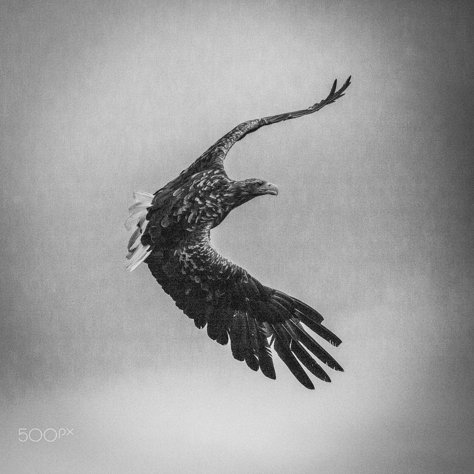 Sigma 150-500mm F5-6.3 DG OS HSM sample photo. Sea eagle photography