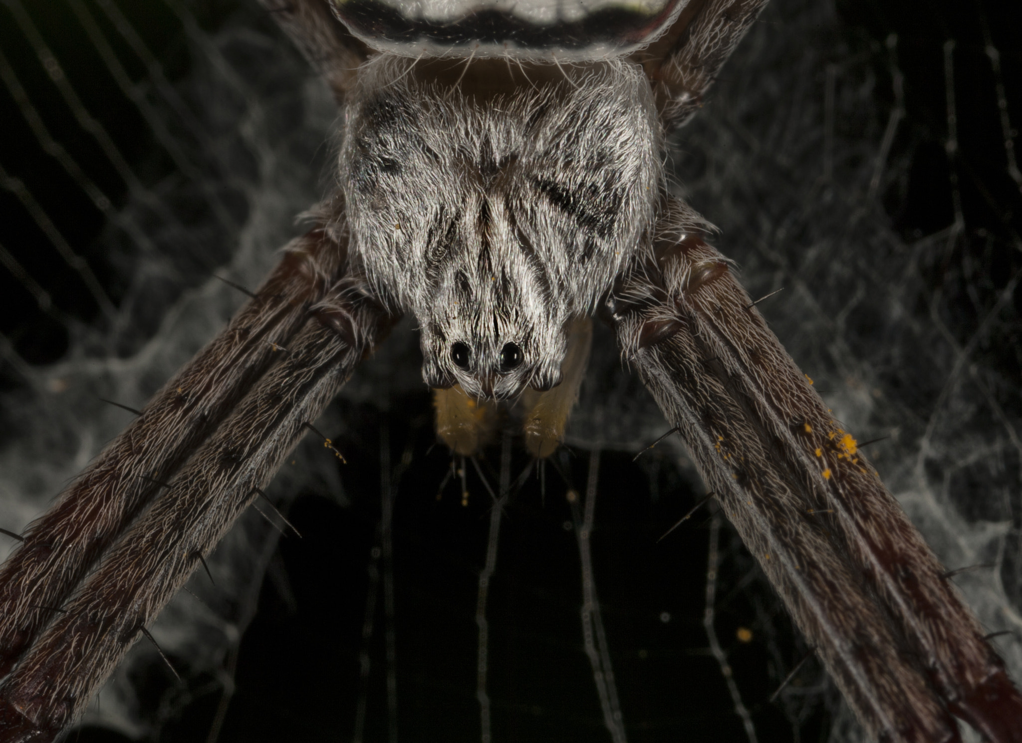 Canon MP-E 65mm F2.5 1-5x Macro Photo sample photo. Argiope spider photography