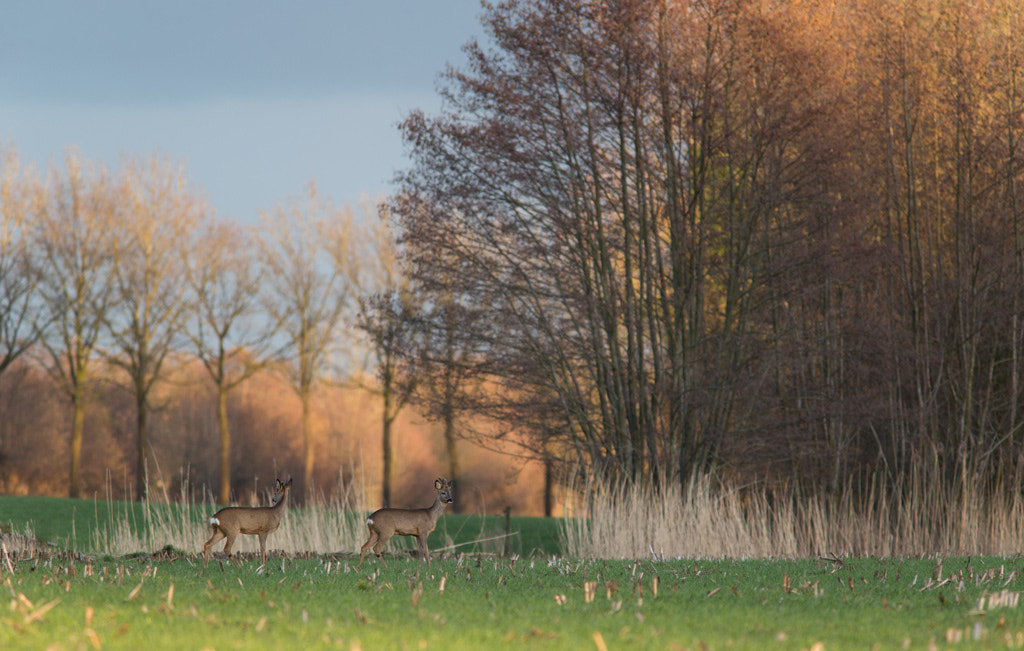 Canon EF 300mm F4L IS USM sample photo. Just us in the world... photography