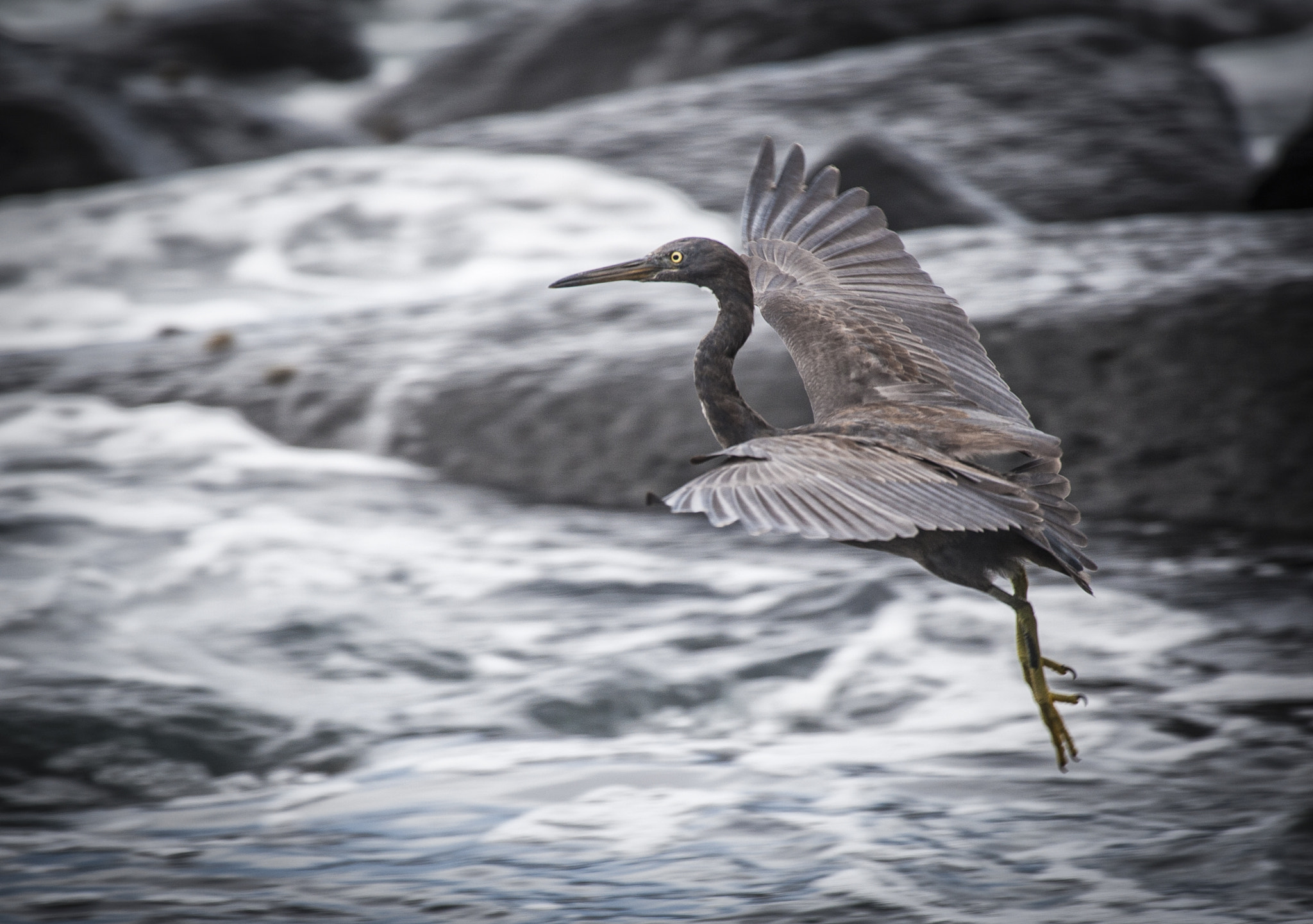 Canon EOS-1D Mark III sample photo. Eastern reef egret photography