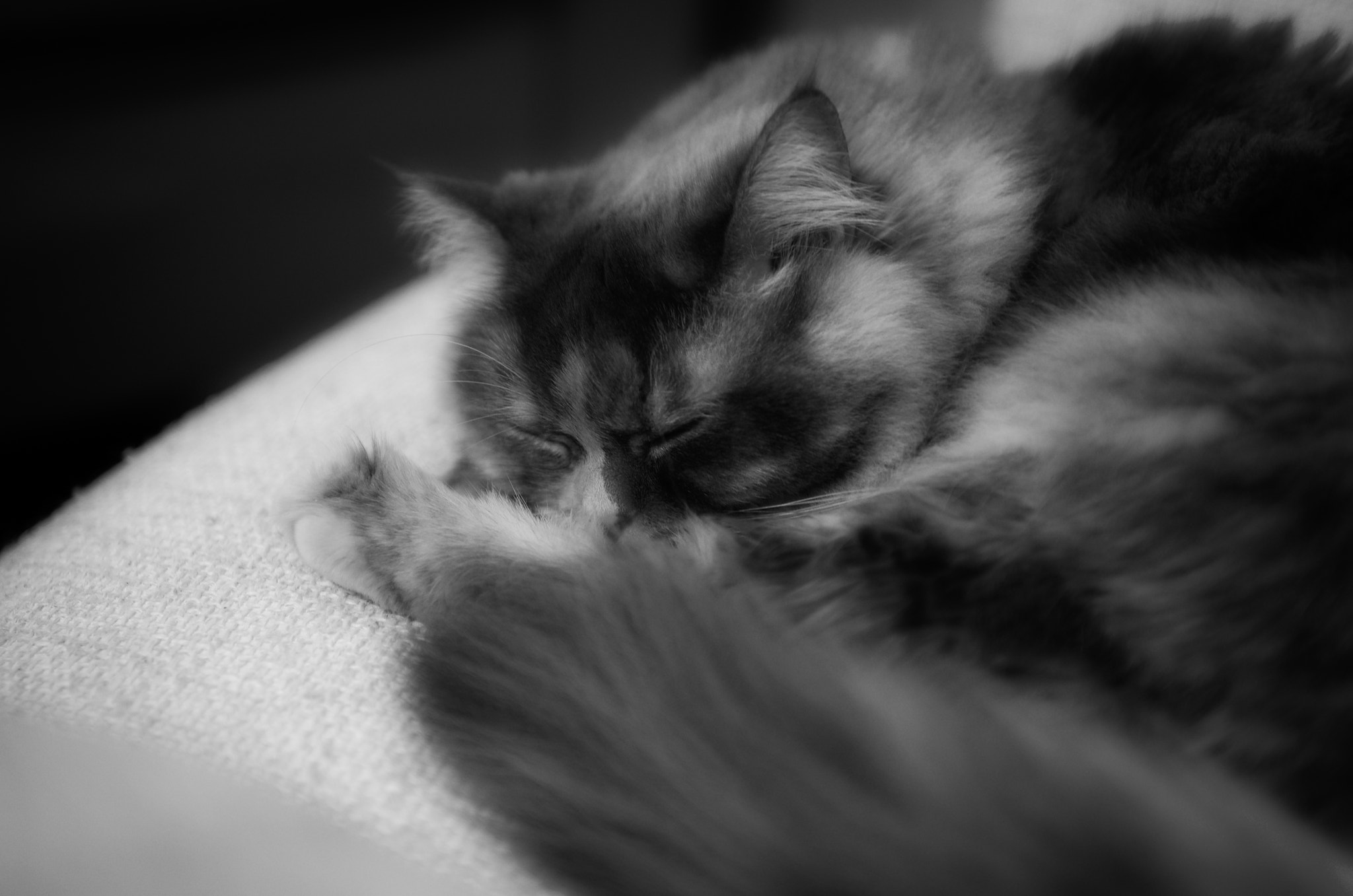 Sigma 30mm F1.4 EX DC HSM sample photo. Sleeping beauty photography
