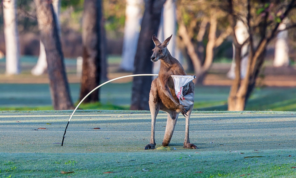 Canon EOS-1D Mark III + Canon EF 400mm F4.0 DO IS USM sample photo. Golf hazard photography