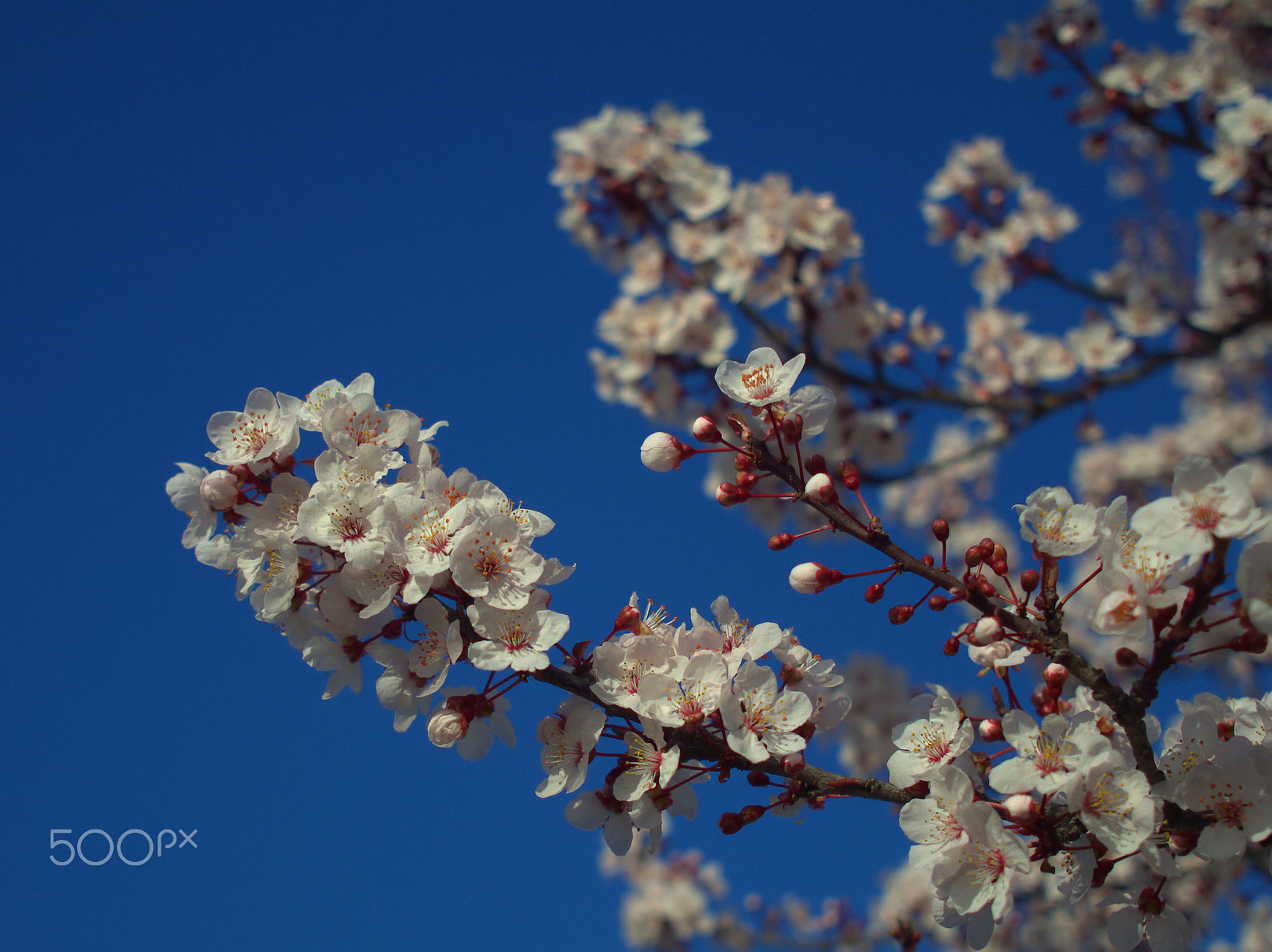 Olympus OM-D E-M10 + Sigma 19mm F2.8 DN Art sample photo. Plum blooming 2 photography