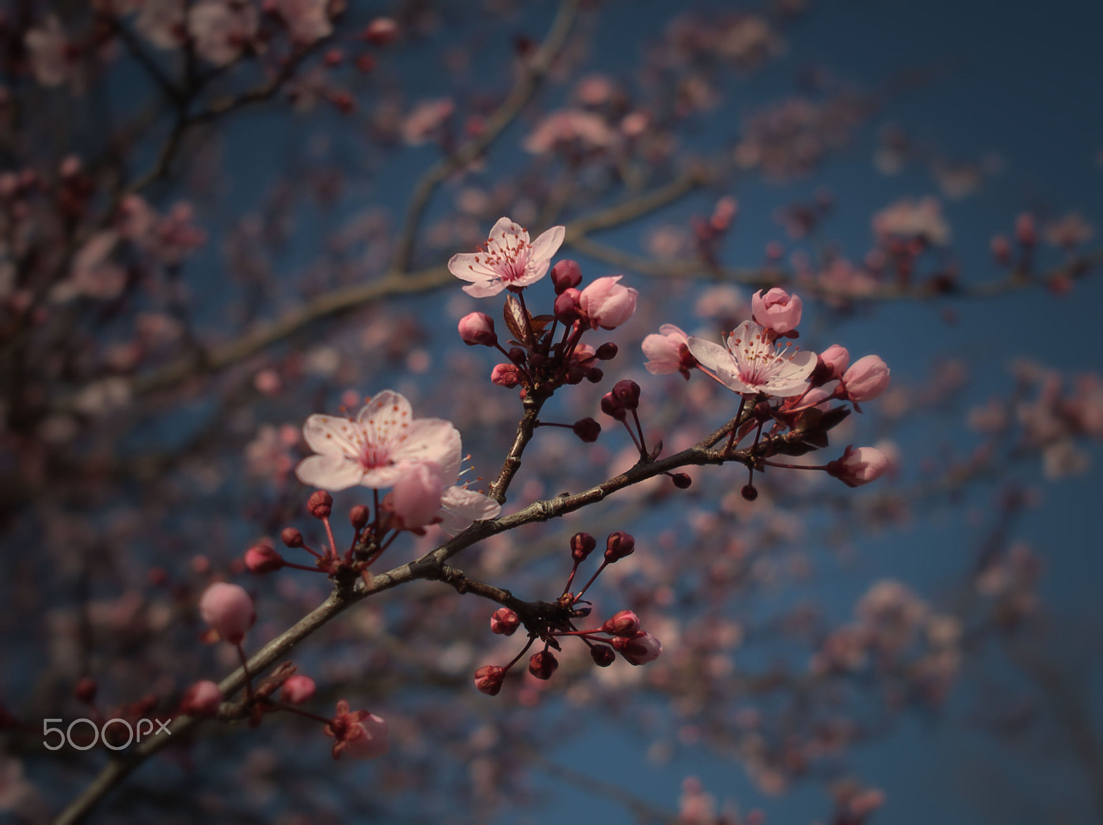 Olympus OM-D E-M10 + Sigma 19mm F2.8 DN Art sample photo. Plum blooming 3 photography