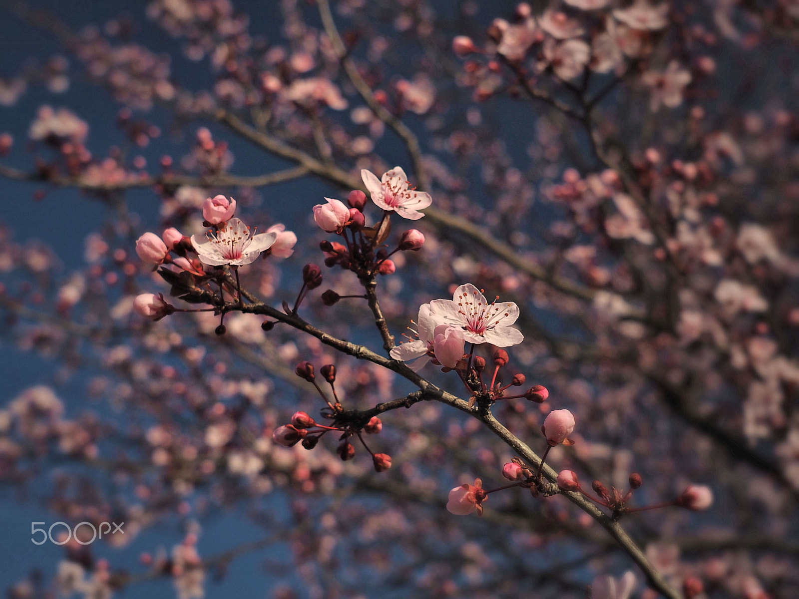 Olympus OM-D E-M10 + Sigma 19mm F2.8 DN Art sample photo. Plum blooming 4 photography