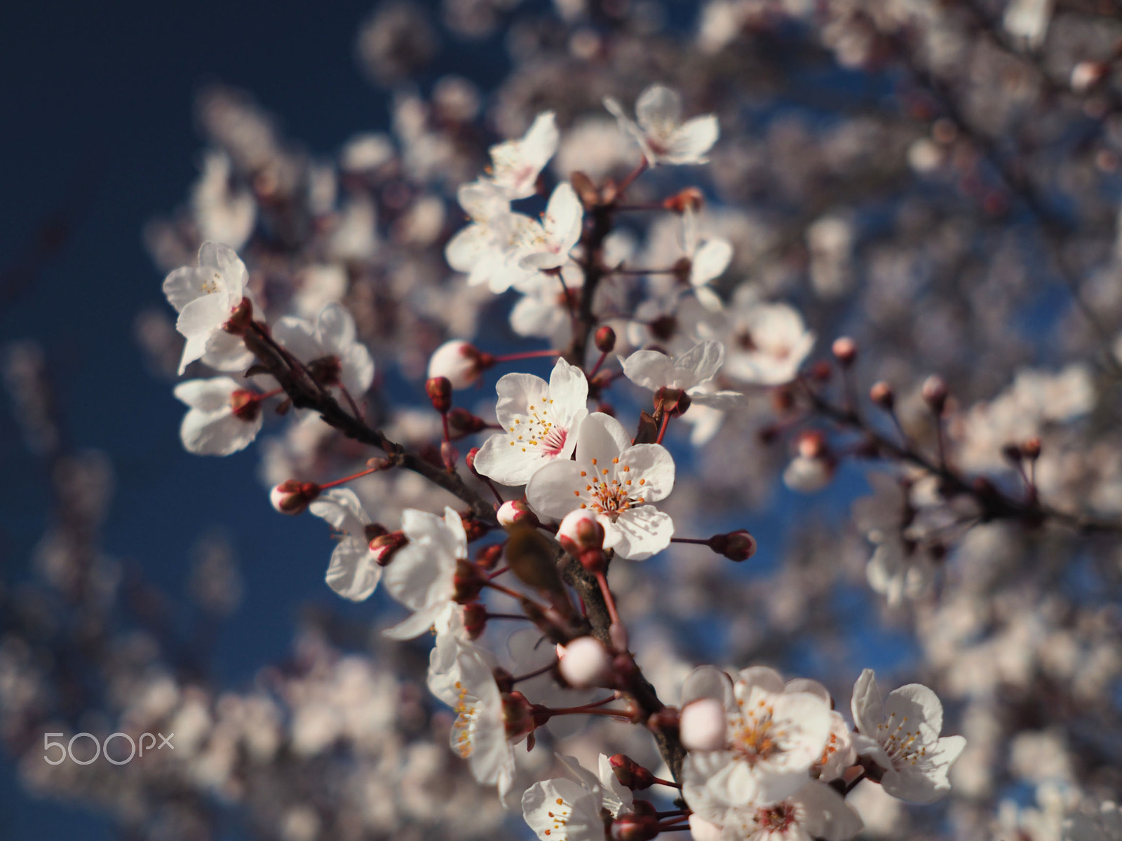 Olympus OM-D E-M10 + Sigma 19mm F2.8 DN Art sample photo. Plum blooming 1 photography