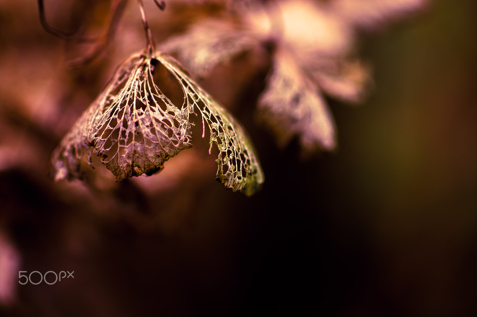 Pentax K-7 sample photo. Retro  hydrangea photography