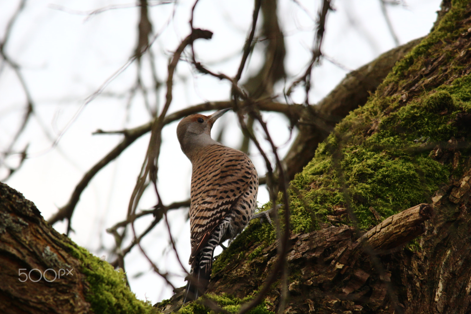 Canon EOS 700D (EOS Rebel T5i / EOS Kiss X7i) + Sigma 150-500mm F5-6.3 DG OS HSM sample photo. Northern flicker in woods photography