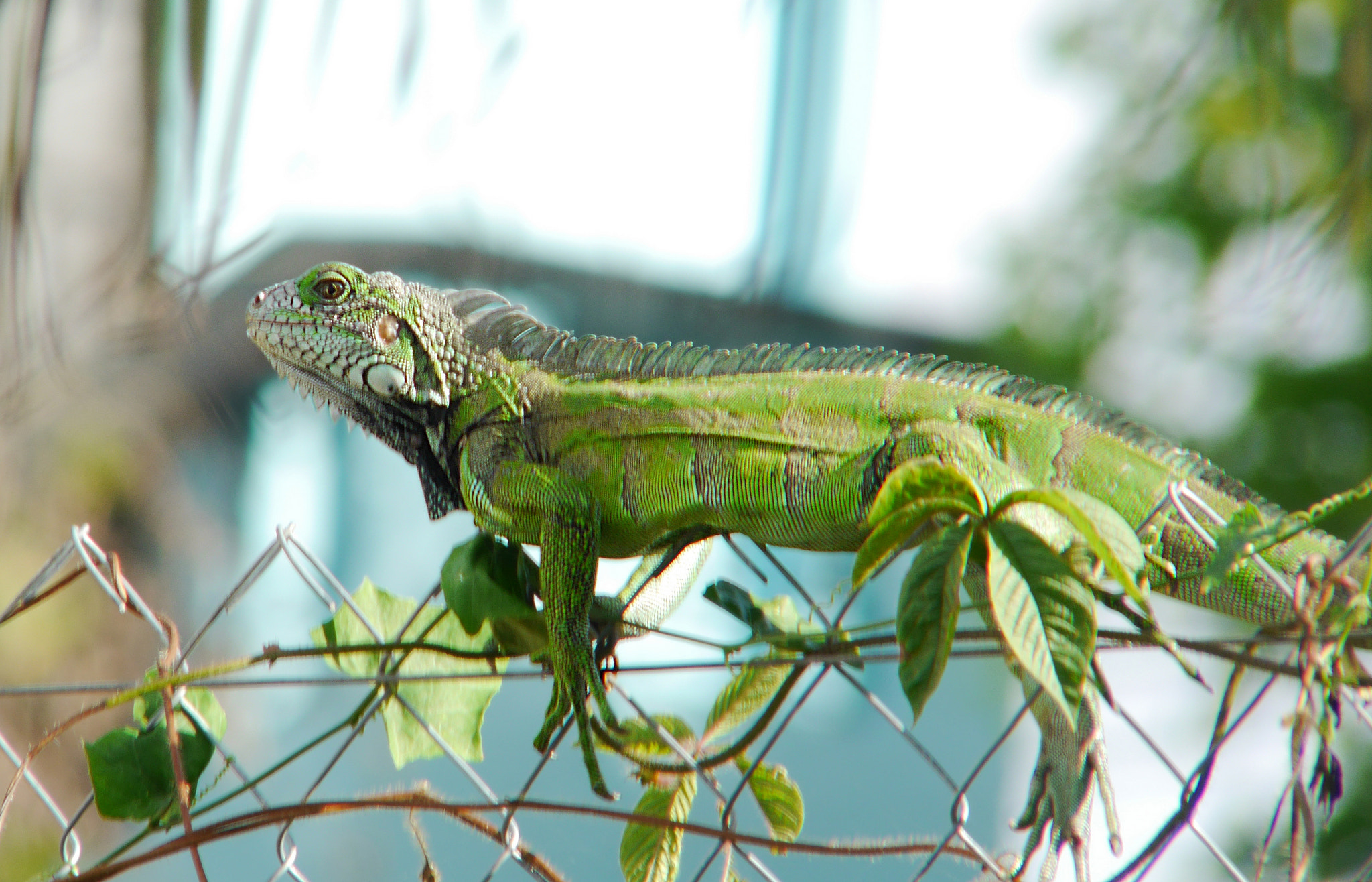 Panasonic Lumix G Vario 45-200mm F4-5.6 OIS sample photo. Iguana photography