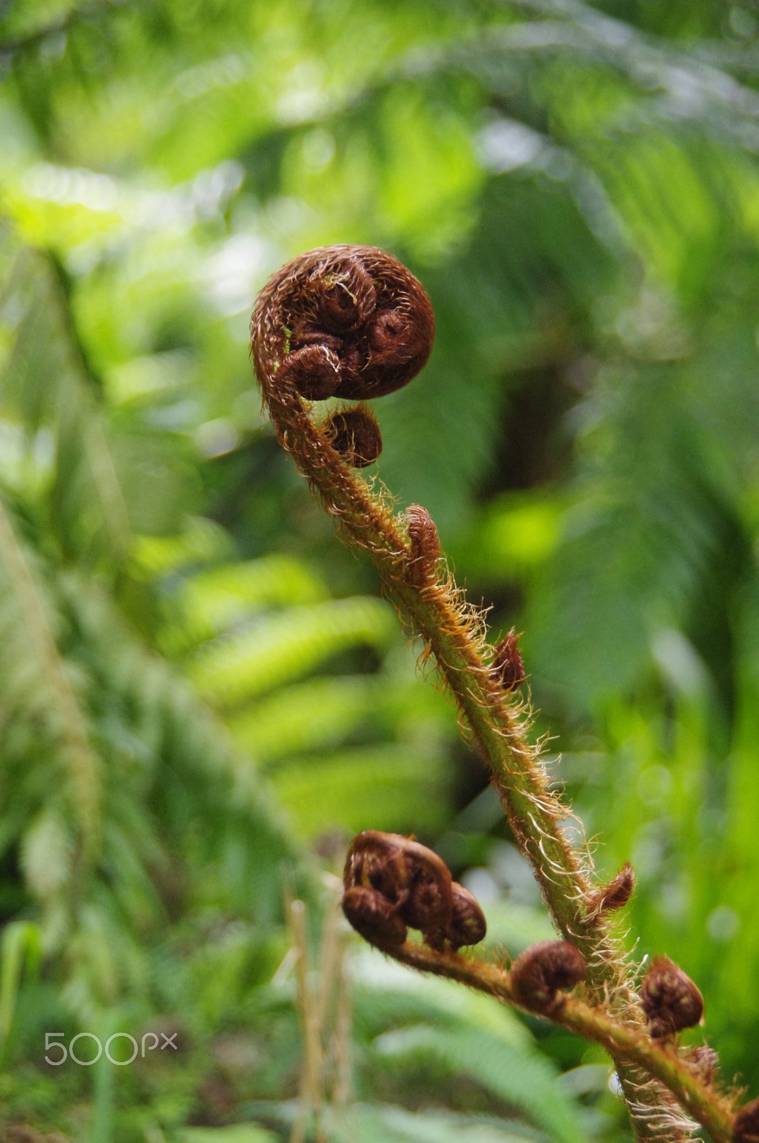 Pentax K-x sample photo. Fern photography