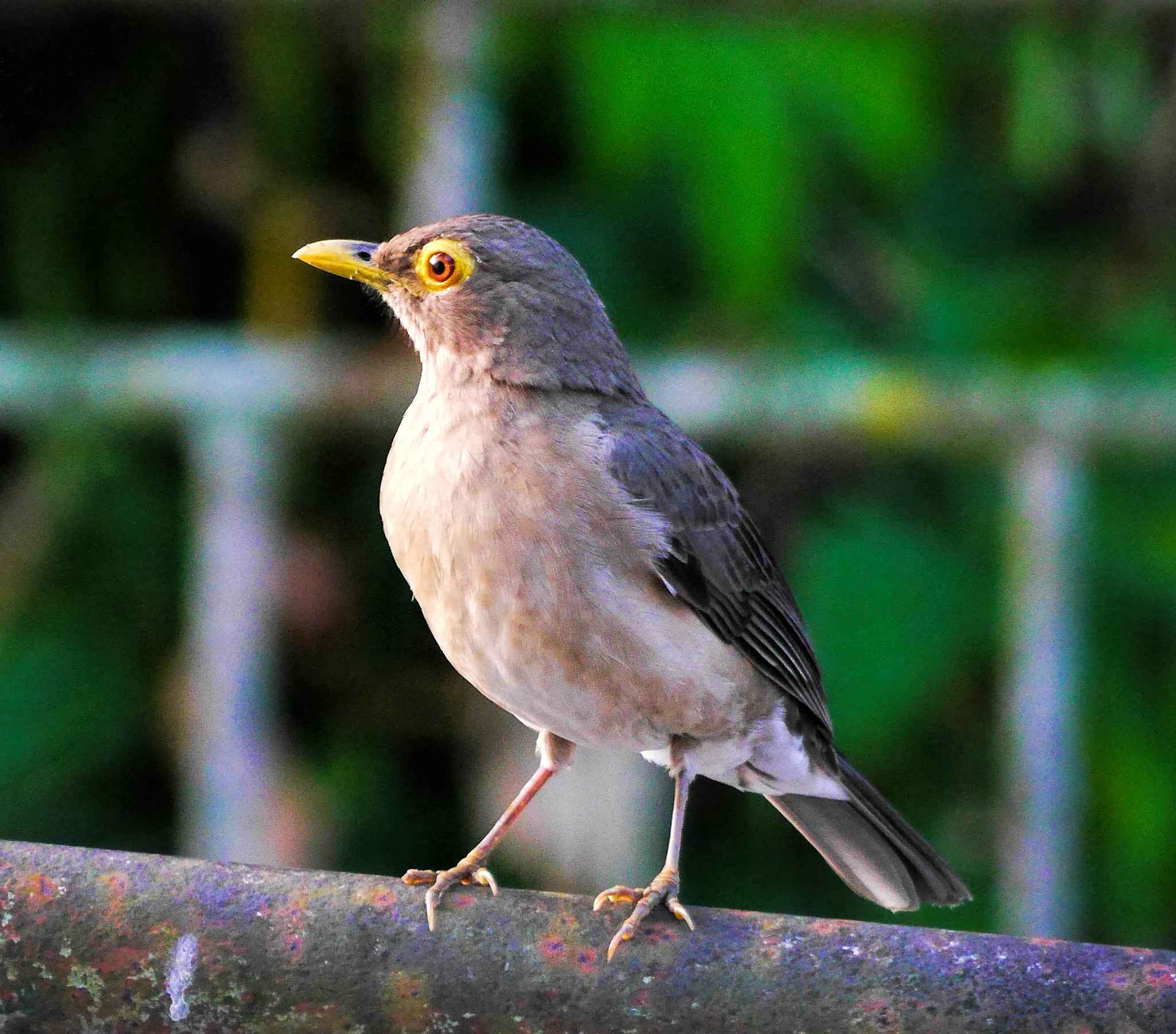 Panasonic Lumix G Vario 45-200mm F4-5.6 OIS sample photo. Yellow eye thrush photography
