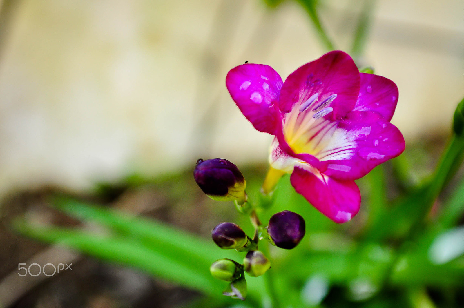 Nikon D90 + AF Zoom-Nikkor 28-85mm f/3.5-4.5 sample photo. Pink photography