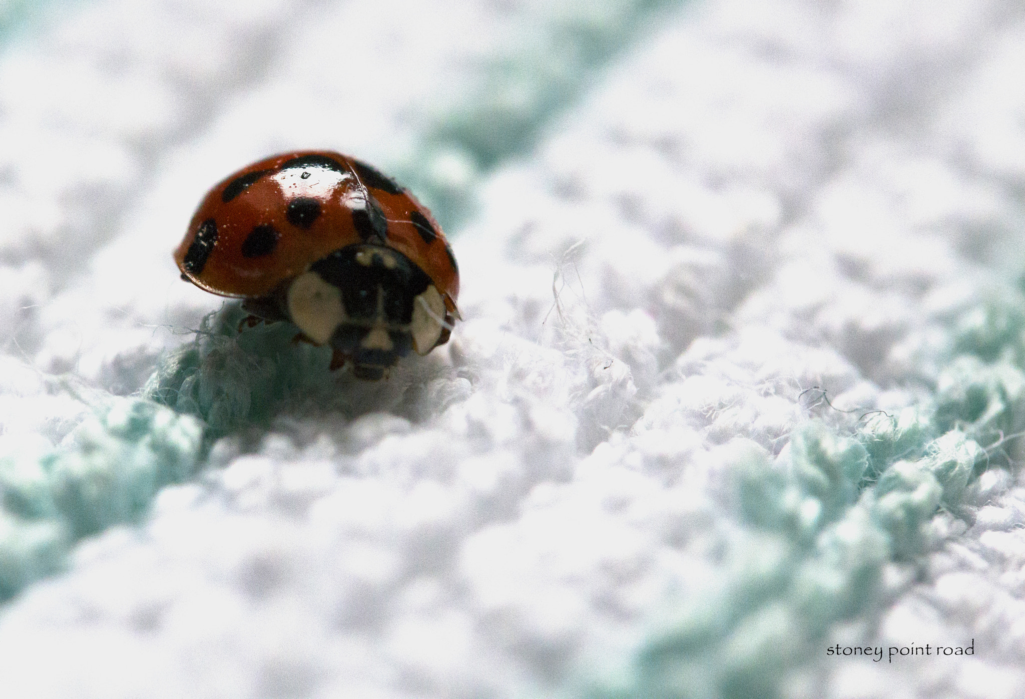 Canon EF-S 60mm F2.8 Macro USM sample photo. Ladybug on wash cloth photography