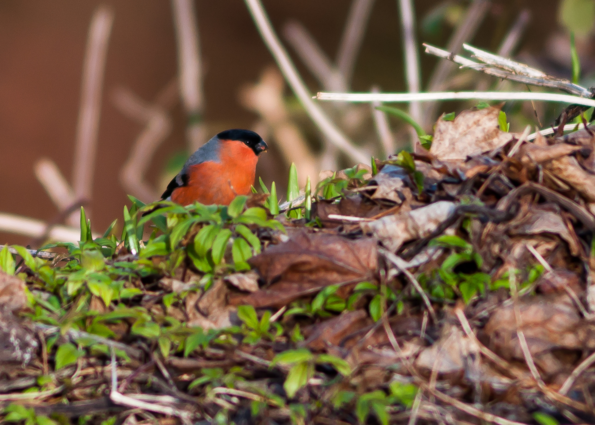 AF Zoom-Nikkor 75-240mm f/4.5-5.6D sample photo. Bullfinch photography
