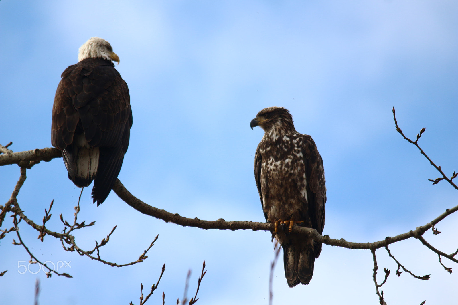 Sigma 150-500mm F5-6.3 DG OS HSM sample photo. Two on a branch photography
