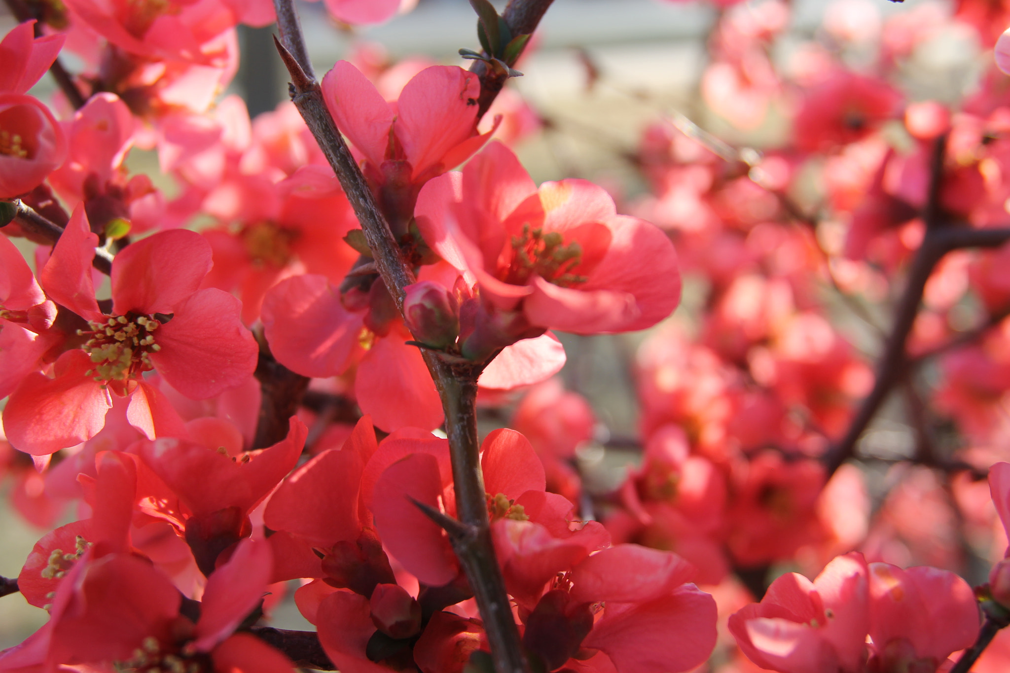 Canon EOS 1100D (EOS Rebel T3 / EOS Kiss X50) + Canon EF 16-35mm F2.8L USM sample photo. Spring is here!  photography