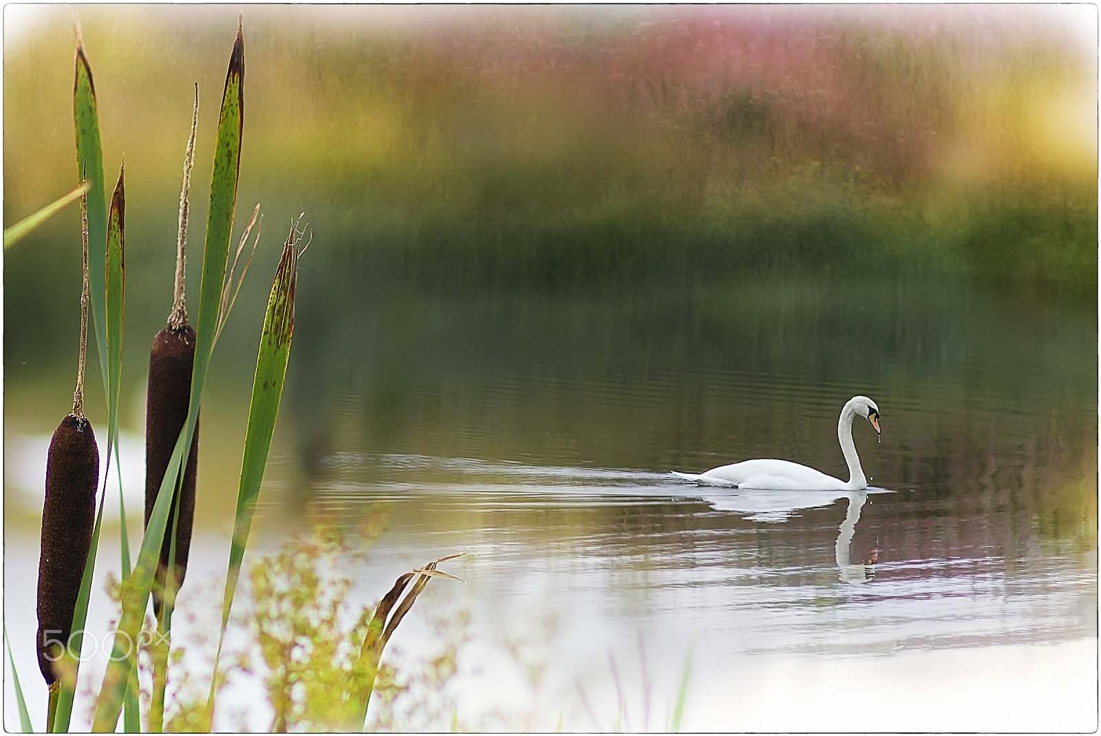 Canon EOS 550D (EOS Rebel T2i / EOS Kiss X4) sample photo. Pastel dreams photography