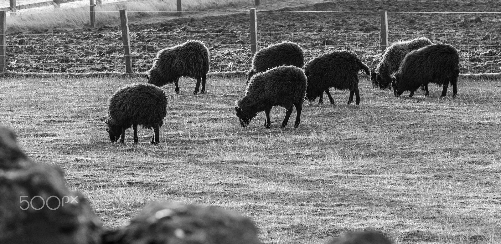 Sigma APO Macro 150mm f/2.8 EX DG HSM sample photo. Black sheep photography