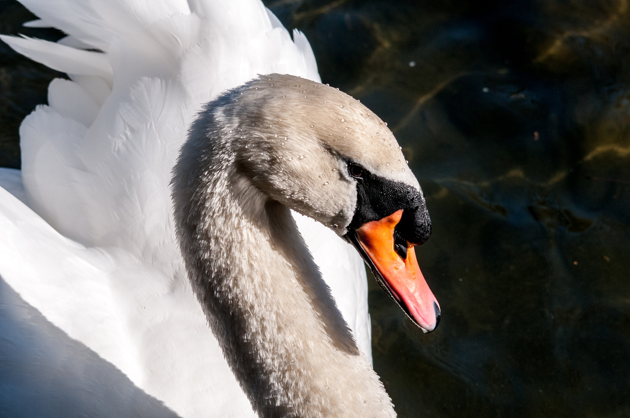 Sigma 150-500mm F5-6.3 DG OS HSM sample photo. Swan photography
