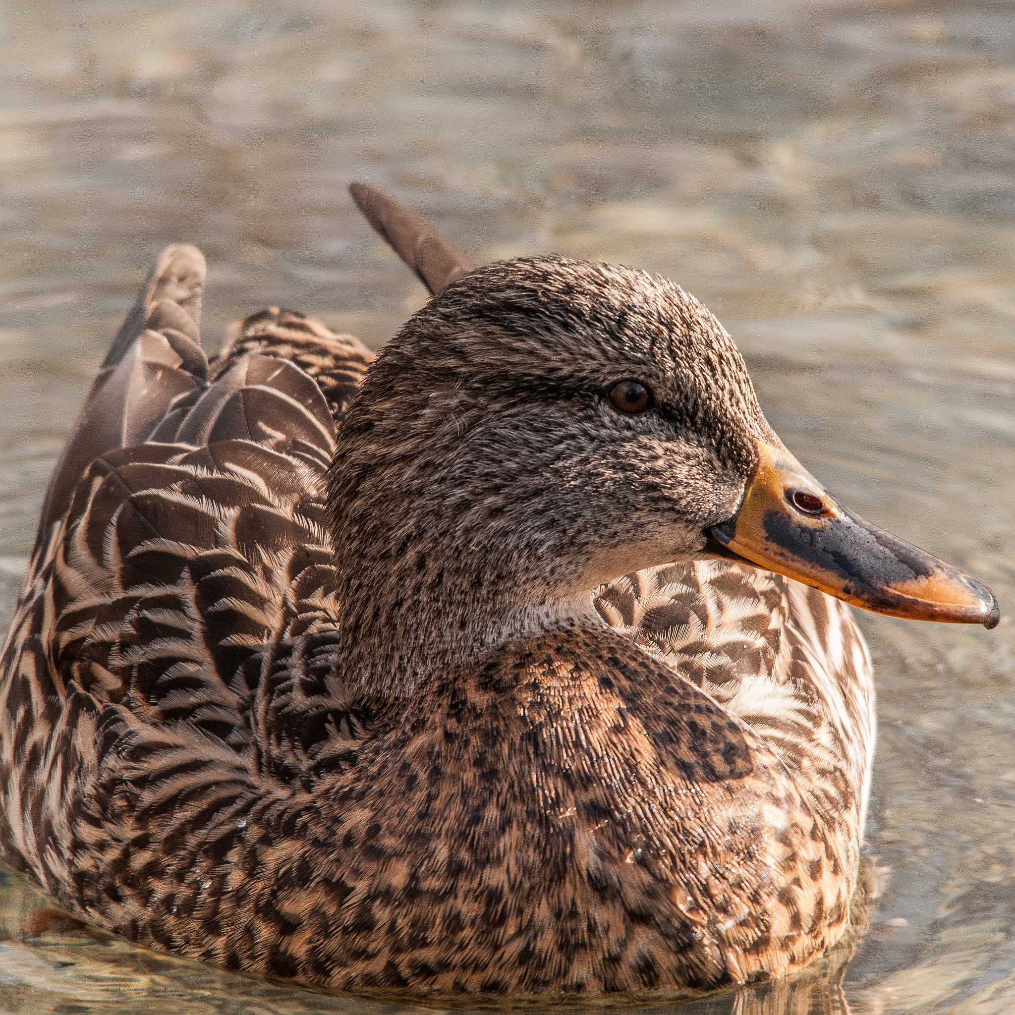 Sigma 150-500mm F5-6.3 DG OS HSM sample photo. Mallard photography