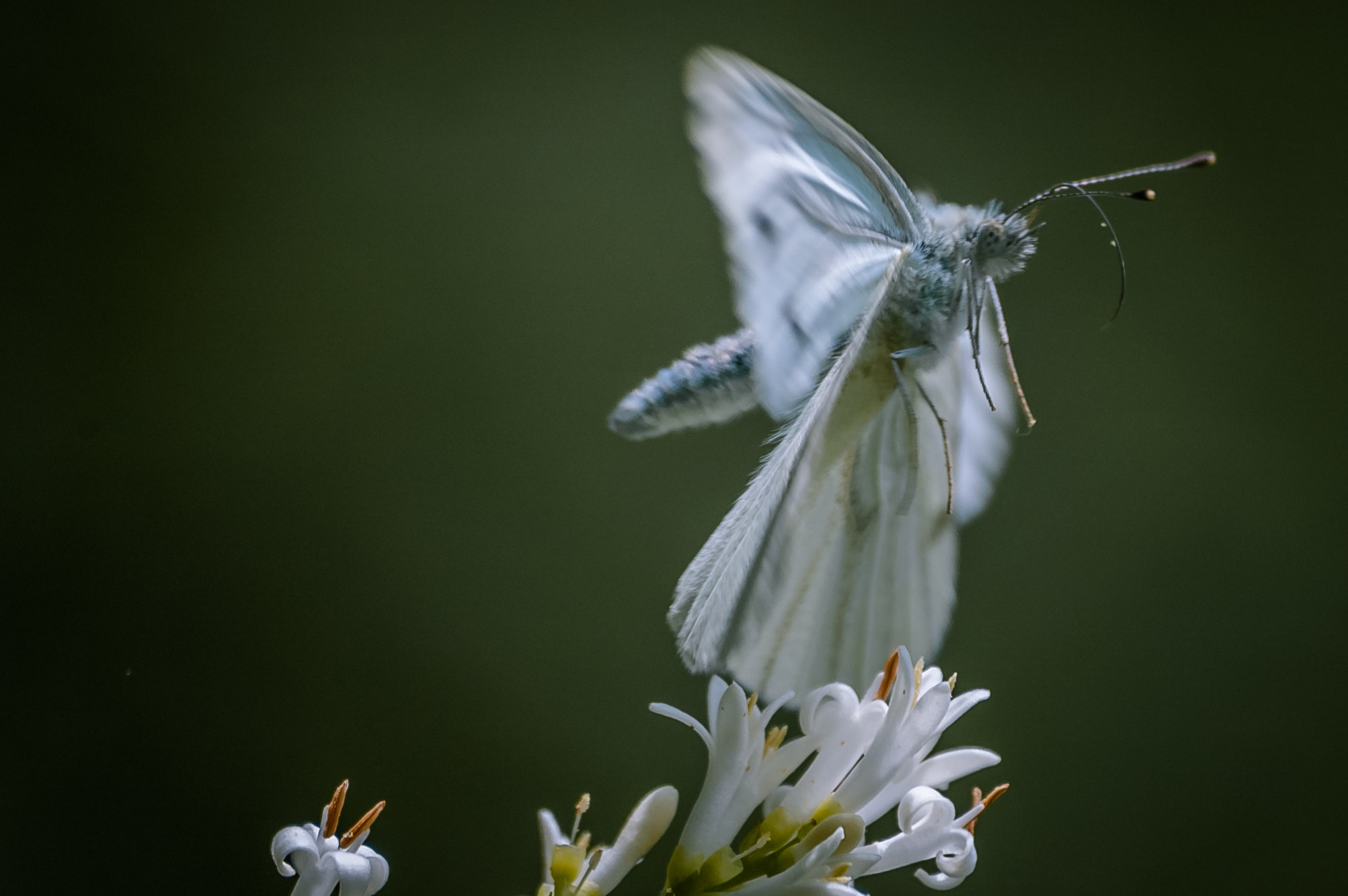 Nikon D70 sample photo. Fairy wings photography