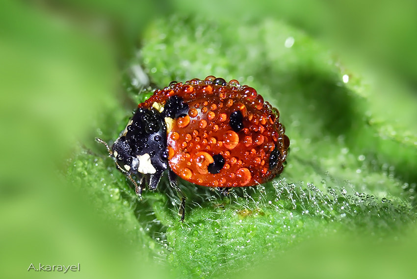 Panasonic Lumix DMC-GF2 sample photo. Ladybug photography