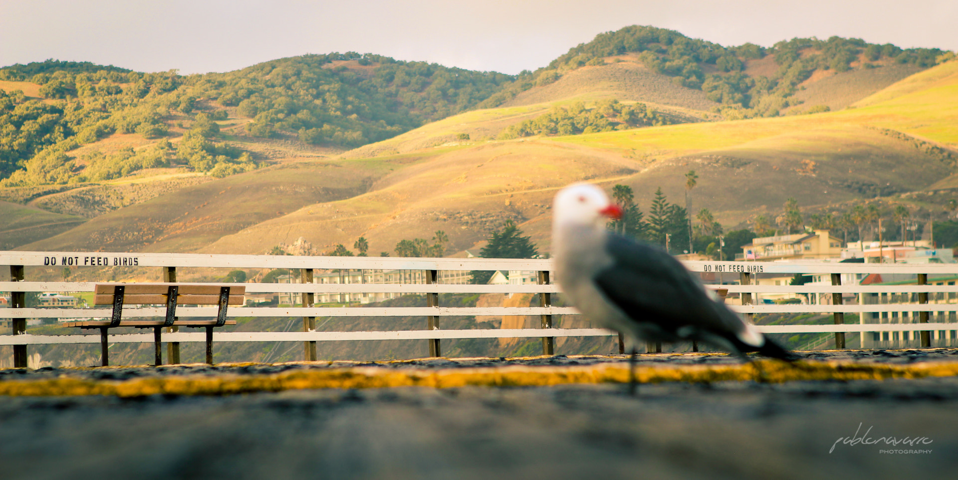 Canon EOS 600D (Rebel EOS T3i / EOS Kiss X5) sample photo. Dont feed birds photography