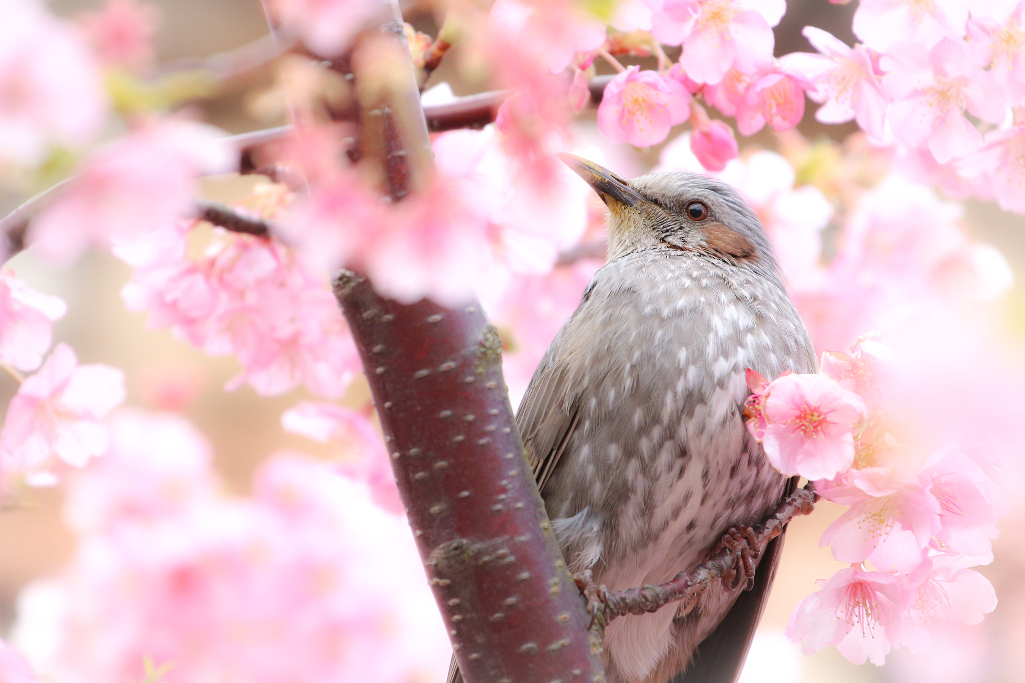 Canon EOS 700D (EOS Rebel T5i / EOS Kiss X7i) sample photo. Sakura &amp; hiyodori (tokyo disney sea) photography