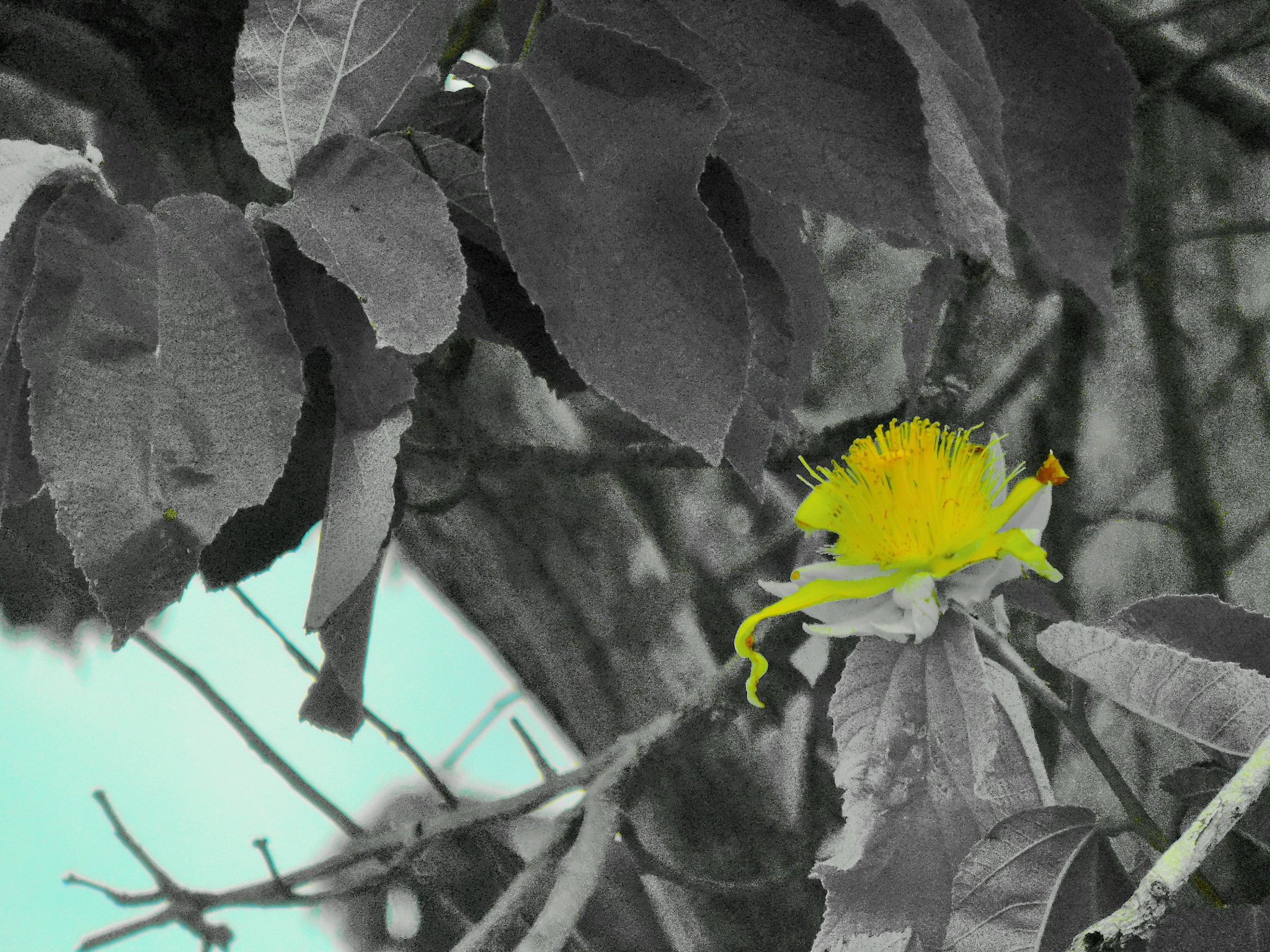 Olympus VR330,D730 sample photo. Minha flor.. lágrimas jorram dos olhos que sinto por vc... photography