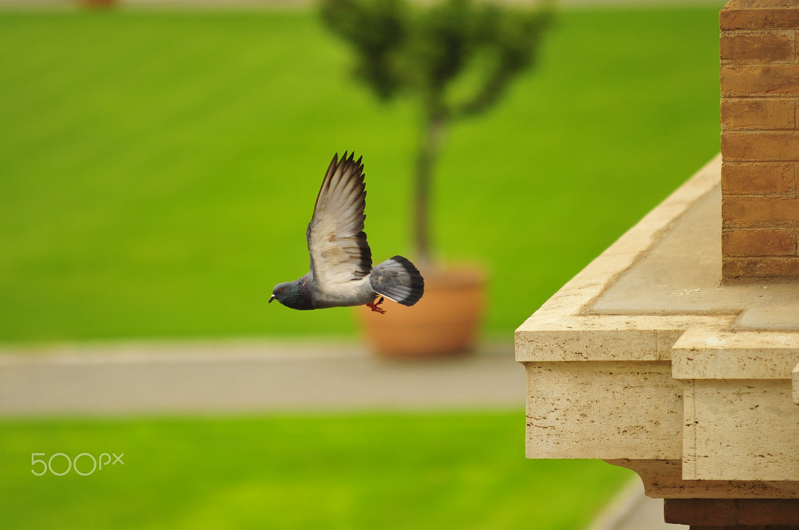 Sigma 70-200mm F2.8 EX DG Macro HSM II sample photo. Leap of faith photography