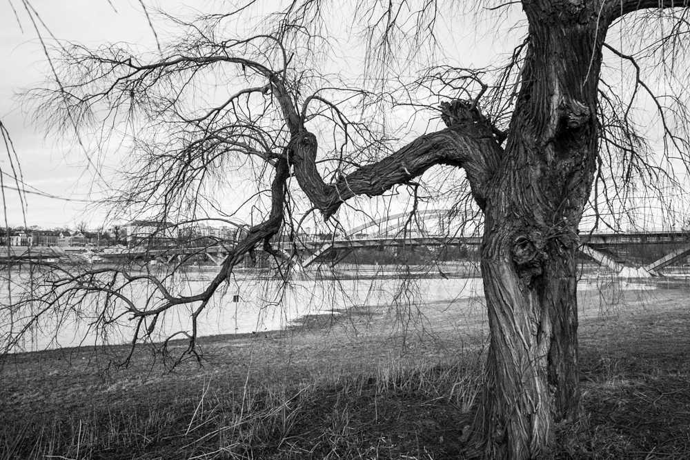 Sigma DP1s sample photo. Am ufer der elbe bei dresden photography