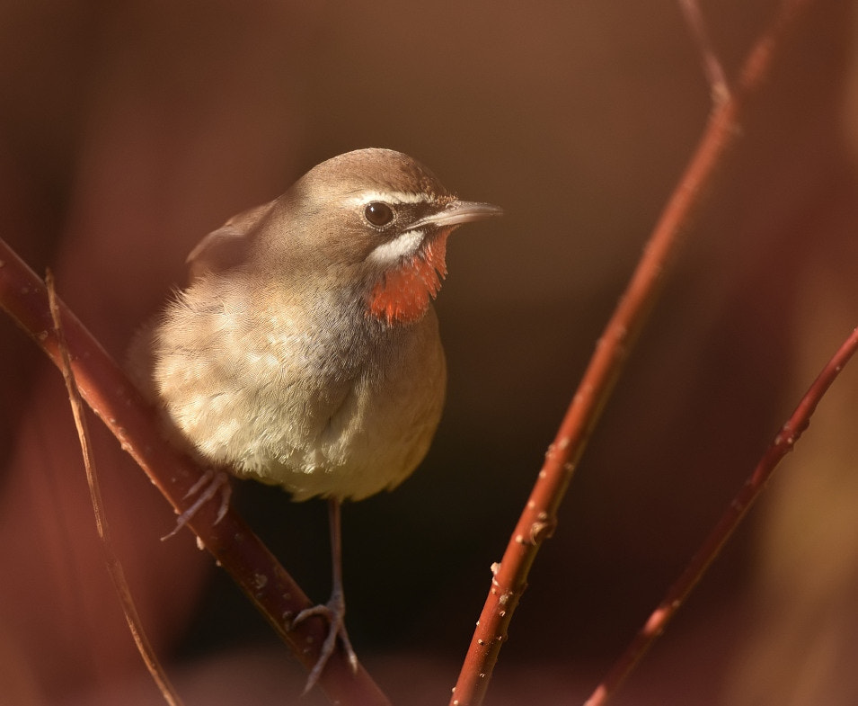 Nikon D7200 + Nikon AF-S Nikkor 600mm F4G ED VR sample photo. Calliope calliope photography