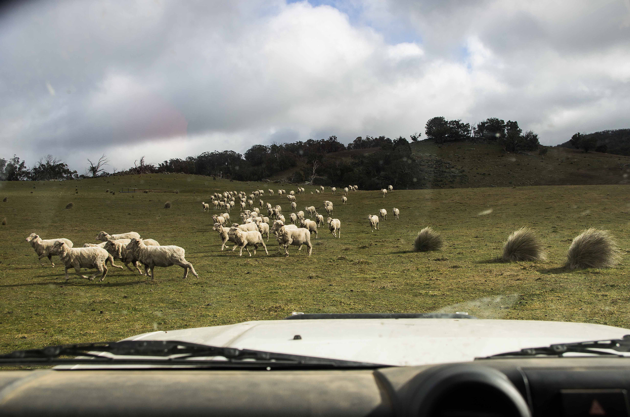 smc PENTAX-DA L 18-55mm F3.5-5.6 sample photo. Chasing sheep photography