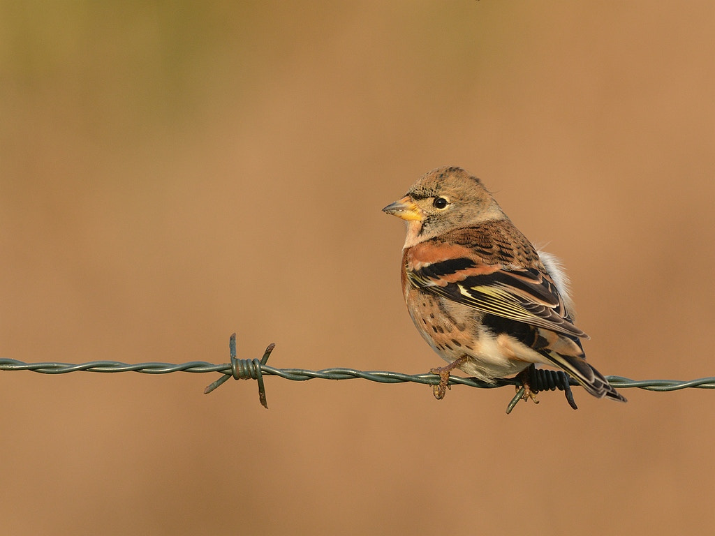 Nikon AF-S Nikkor 600mm F4G ED VR sample photo. Fringilla montifringilla photography