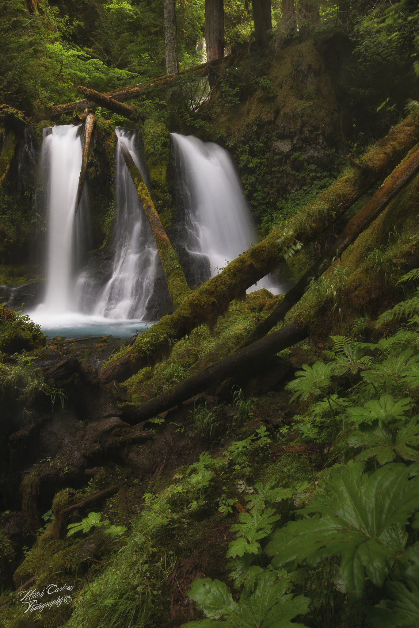 Nikon AF-S Nikkor 18-35mm F3.5-4.5G ED sample photo. Pacific northwest green photography