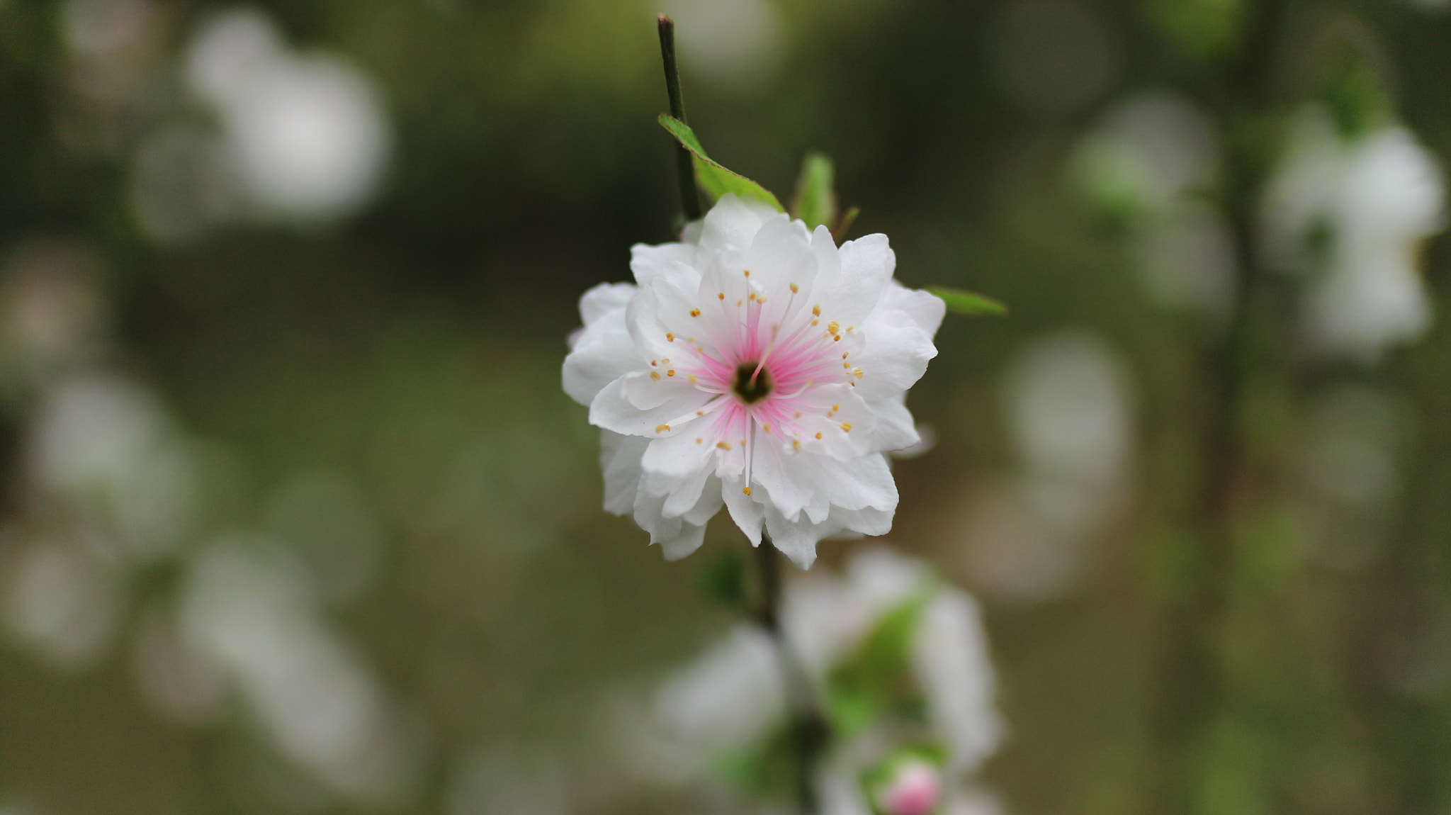 Canon EOS M10 + Canon EF-M 22mm F2 STM sample photo. The white peach blossom photography