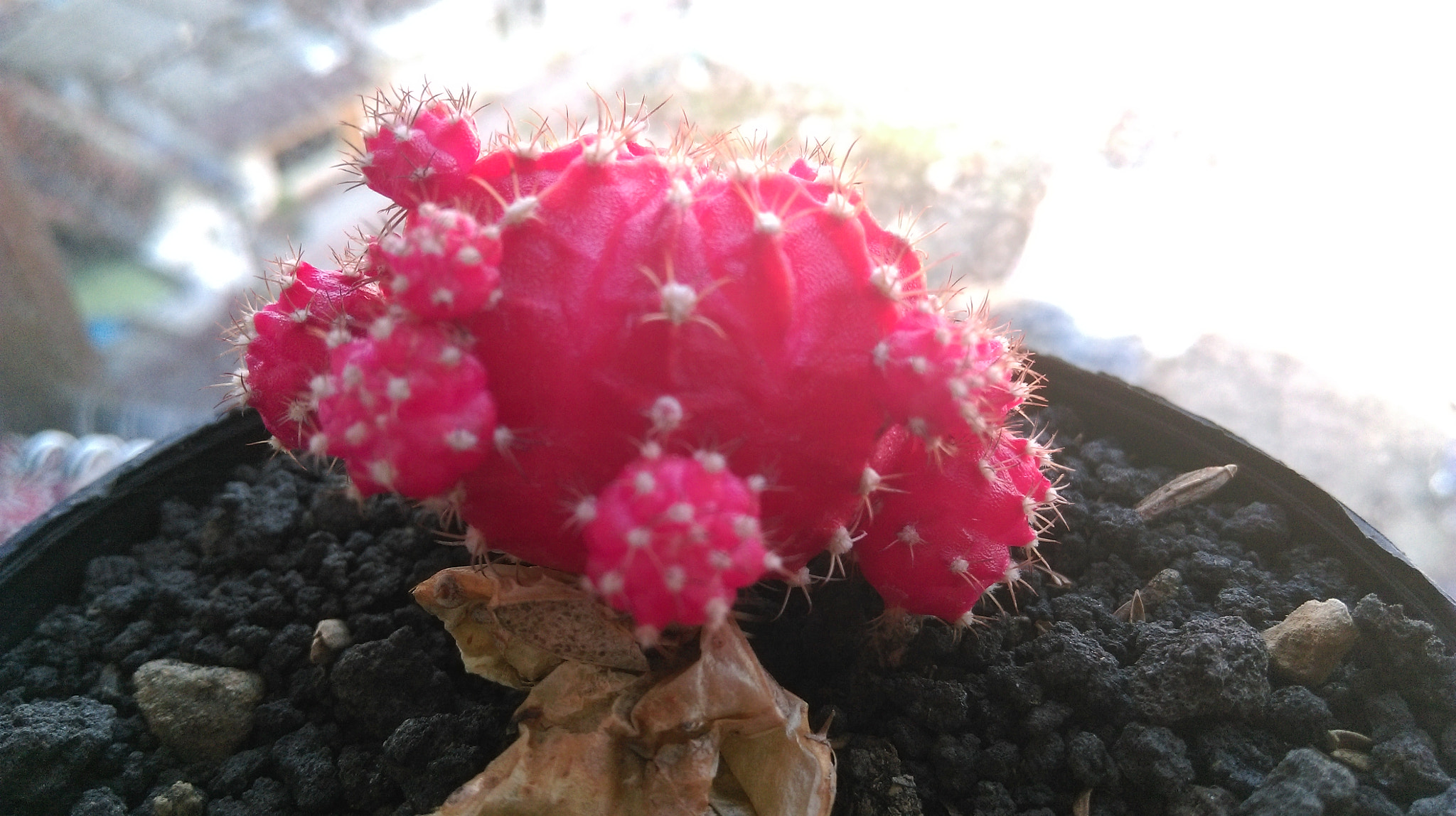 HTC DESIRE 826 DUAL SIM sample photo. Dying red ruby cactus photography