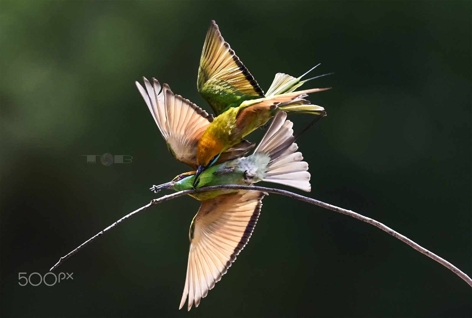 Nikon AF-S Nikkor 600mm F4D ED-IF II sample photo