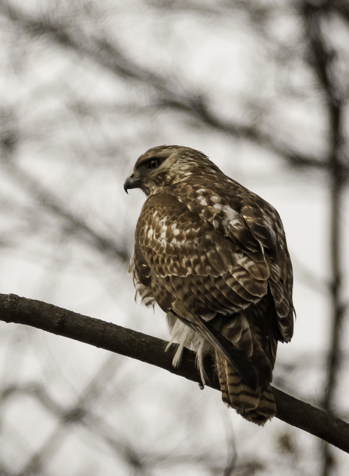 Nikon D300S + Nikon AF-S Nikkor 300mm F4D ED-IF sample photo. Hawk photography