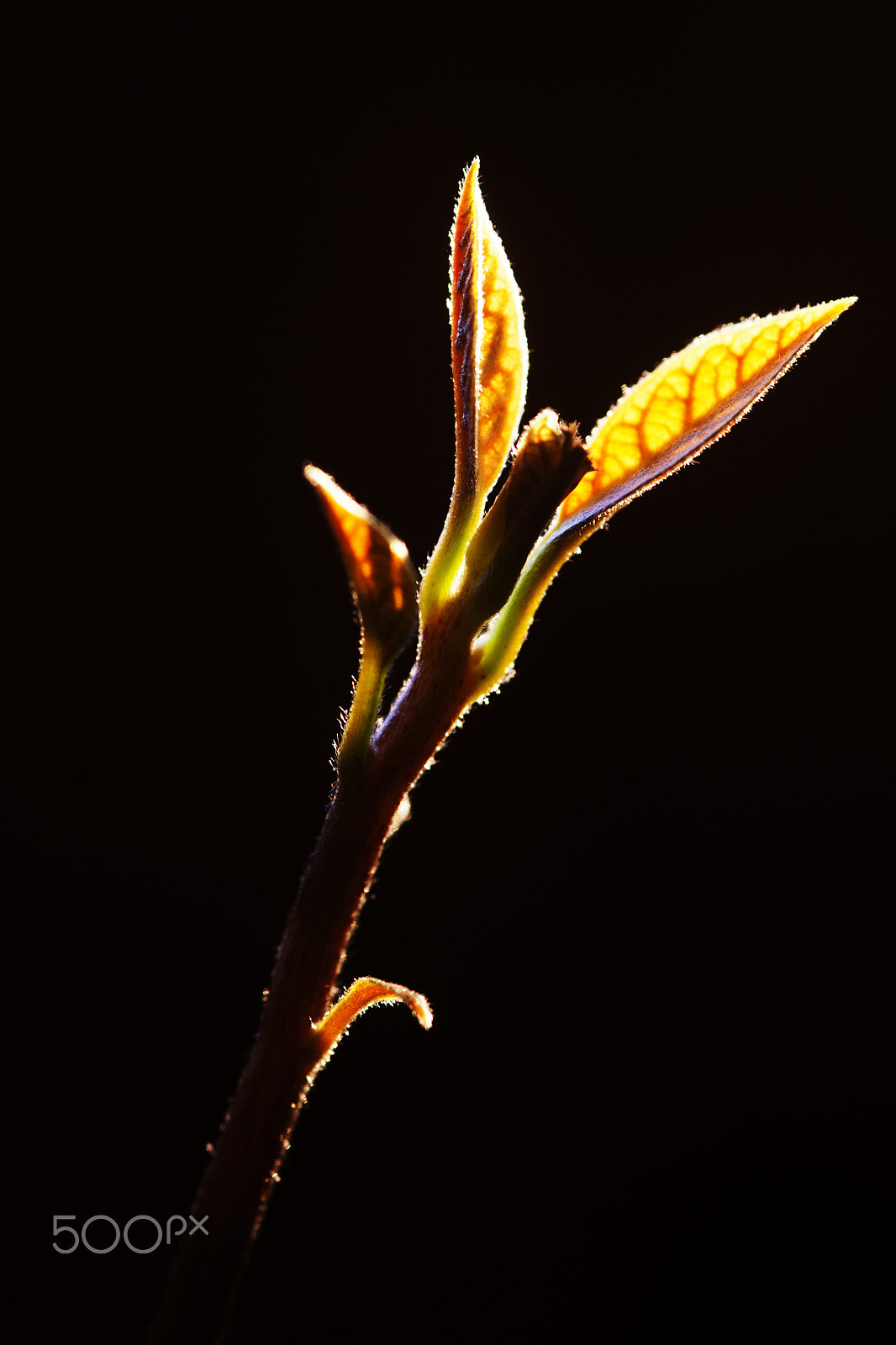Sigma 105mm F2.8 EX DG Macro sample photo. New tree photography